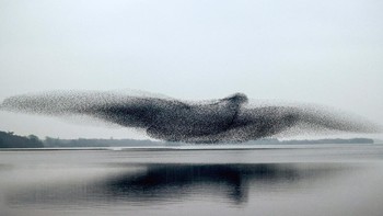 Shortlist kategori Natural World & Wildlife: James Crombie Foto: The World Photography Organisation