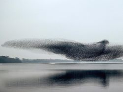 Memukau Mata! Ini Karya Jawara Kontes Foto Sony 2022