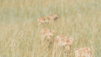 Shortlist kategori Natural World & Wildlife: Tiho Trichkov dari AS Foto: The World Photography Organisation