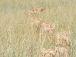 Memukau Mata! Ini Karya Jawara Kontes Foto Sony 2022