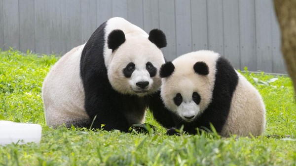 Tingkah Panda yang Bikin Gemas Kebun Binatang Nasional Smithsonian