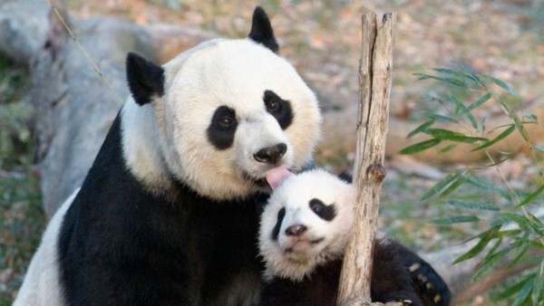 Dalam perayaan 50 tahun giant panda, acara akan digelar selama enam bulan. Panda-panda populer akan diperkenalkan. (Smithsonians national zoo & conservation biologi institute)