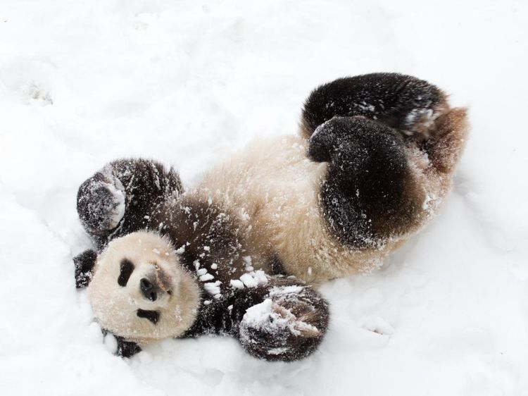 Tingkah Panda yang Bikin Gemas Kebun Binatang Nasional Smithsonian
