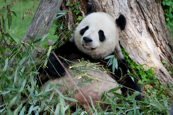 Panda raksasa sangat suka rebahan. Bahkan saking magernya, makan saja dia sembari rebahan hingga sering ketiduran saat makan.  (Smithsonians national zoo & conservation biologi institute)