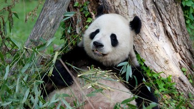 Yuk, Senyum Dulu Lihat Foto Panda Si Mageran dan Tukang Makan