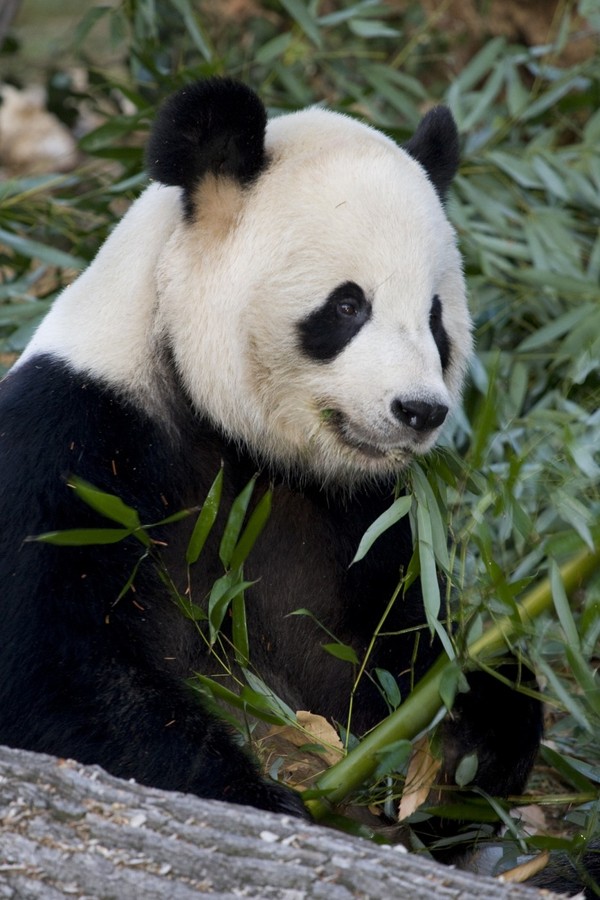 Panda dewasa dalam sehari bisa makan 12-38 kg bambu lho.  (Smithsonians national zoo & conservation biologi institute)