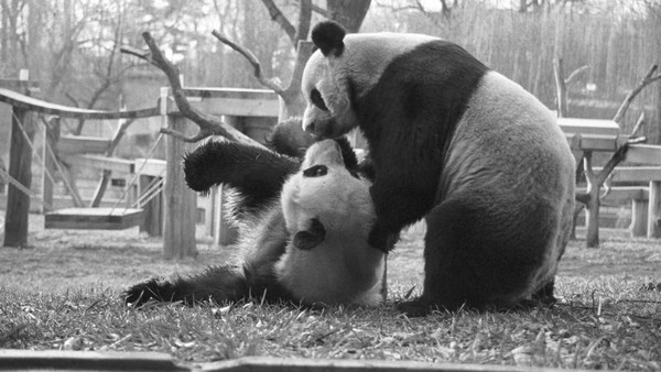 Ini adalah Hsing-hsing dan Ling-Ling, dua panda penghuni kebun binatang pada tahun 1985. (Smithsonians national zoo & conservation biologi institute)