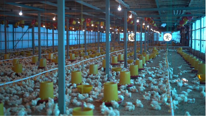 PT PLN (Persero) pasok listrik ke peternakan ayam di Gowa, Sulsel