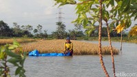 Petani memanen padi, dengan kondisi banjir menggenang area sawah setinggi pinggang orang dewasa, di Kecamatan Butuh, Purworejo, Jawa Tengah.
