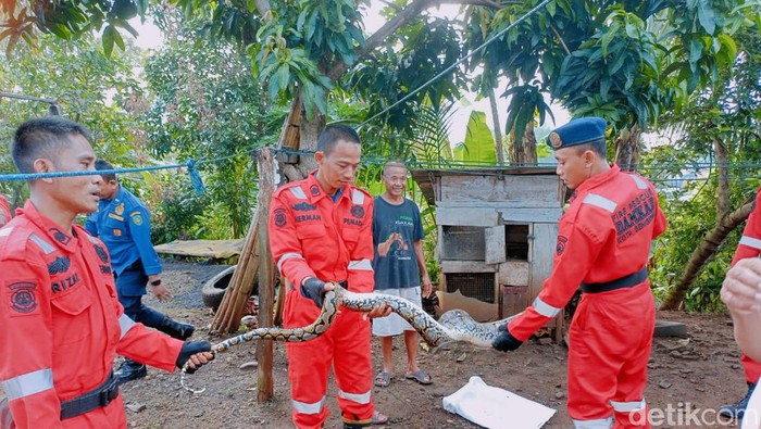 Mangsa 5 Ekor Ayam Warga Piton 4 Meter Ditangkap Petugas Di Bengkulu