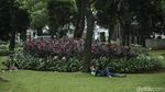 30% RTH di Jakarta Bakal Ditanami Tanaman Hortikultura