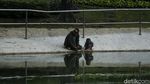 30% RTH di Jakarta Bakal Ditanami Tanaman Hortikultura