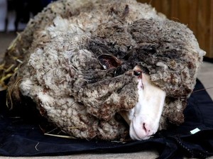 Baju Baru Alex the Sheep Setelah 40 Kilogram Bulunya Dicukur