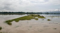 Banjir juga merendam tanaman padi milik petani.