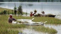 Petani memanen padi yang terendam banjir di Desa Nusadadi, Sumpiuh, Banyumas, Jateng.
