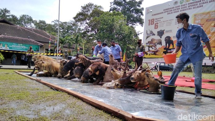 BKSDA Sumsel memusnahkan 18 opsetan satwa langka serahan warga