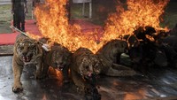 Balai Konservasi Sumber Daya Alam (BKSDA) Sumatera Selatan memusnahkan 18 barang bukti offset satwa dilindungi hasil operasi 2018-2021 yang telah mendapat putusan dari pengadilan.