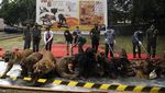 BKSDA Musnahkan Barbuk Offset Satwa Dilindungi