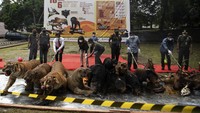 Direktur Konservasi Keanekaragaman Hayati Spesies dan Genetik KLHK Indra Exploitasia (keempat kiri) didampingi Direktur Ditreskrimsus Polda Sumsel Kombes Pol Barly Ramadhany (ketiga kiri), Kepala Dinas Kehutanan Sumsel Panji Tjahjanto (ketiga kanan) dan Kepala Balai Konservasi Sumber Daya Alam (BKSDA) Sumatera Selatan Wisnu Barata (kedua kanan) melakukan pemusnahan barang bukti koleksi jenis awetan (offset) satwa terancam punah dilindungi di Palembang, Sumatera Selatan, Jumat (18/3/2022).