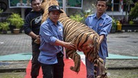 Petugas membawa barang bukti koleksi jenis awetan (offset) Harimau Sumatera (Panthera tigris sumatrae) untuk dimusnahkan.