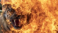 Si Jjago merah tampak melahap Hharimau sumatera (panthera tigris sumatrae) yang diawetkan ini.