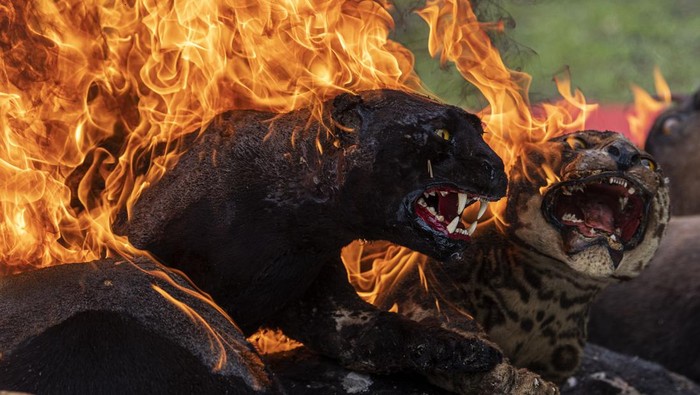 Harimau dan Macan Tutul yang Diawetkan Ini Dibakar 18 barang bukti hewan dilindungi yang diawetkan dimusnahkan BKSDA Sumatera Selatan. Barang tersebut dimusnahkan dengan cara dibakar.
