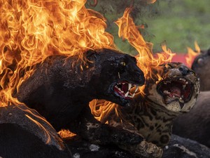 Di Indonesia Selalu Bernasib Buruk, Harimau Sumatera di AS Lahirkan 2 Anak