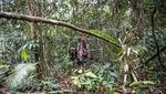 Jalan Tobat Sang Pemburu Harimau