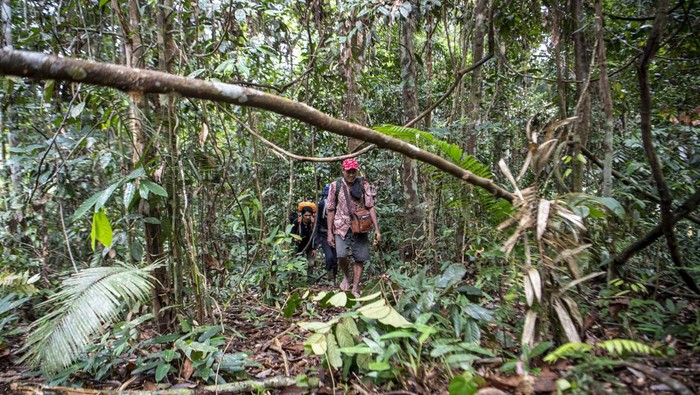 Mawi bersama Tim Smart Patrol Lingkar Inisiatif membongkar jerat yang ditemukan  di kawasan Taman Nasional Kerinci Sebelat (TNKS), Musi Rawas Utara (Muratara), Sumatera Selatan.