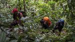 Jalan Tobat Sang Pemburu Harimau