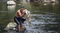 Kakek dengan 11 cucu itu menjadi pemburu Harimau Sumatra sejak tahun 1974. Dalam berburu, Mawi hanya berbekal satu korek api berbahan bakar minyak lampu serta sebilah pisau kecil. Untuk menjerat raja rimba, Mawi menggunakan seling baja yang dipasang pada jalur lintasan Harimau.  