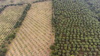 Kopi ini juga sering diproduksi dan diekspor hingga ke luar negeri. Tidak heran Guatemala menjadi salah satu produsen kopi tertinggi di dunia.