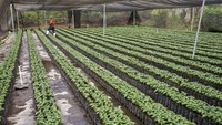 Kopi Guatemala merupakan salah satu kopi dengan kualitas tinggi dan terkenal di dunia. Bibit kopi tumbuh di dalam rumah kaca di perkebunan San Sebastian di San Miguel Dueñas, Guatemala, Selasa, (15/3/2022).