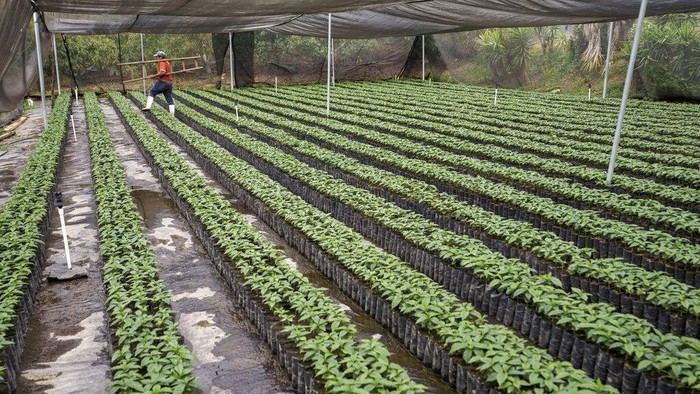 Kopi Guatemala, Kopi Berkualitas yang Terkenal di Dunia Coffee seedlings grow inside a greenhouse at the San Sebastian farm in San Miguel Dueñas, Guatemala, Tuesday, March 15, 2022. (AP Photo/Moises Castillo)