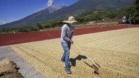 Daerah tersebut adalah Antigua, Huehuetenango, Atitlan, Coban, New Oriente, Fraijanes, dan San Marcos. Kopi dari Antigua, Huehuetenango, dan Atitlan adalah tiga kopi paling populer termasuk di dunia. Sementara di Indonesia, familiar dengan kopi guatemala antigua.