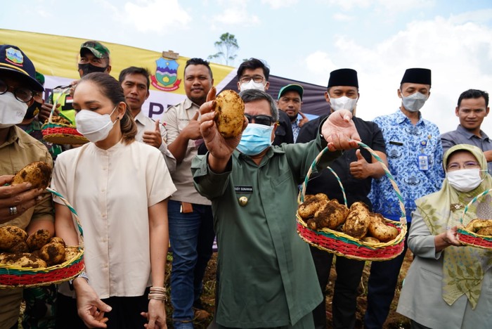Panen Kentang di Garut