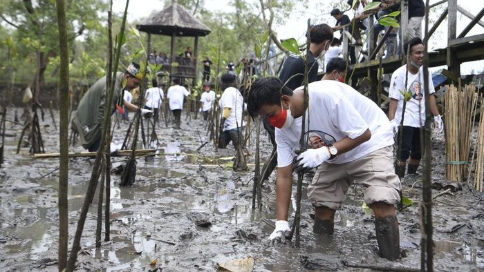 Penanaman bibit mangrove oleh relawan Ganjar Pranowo di Kaltim.