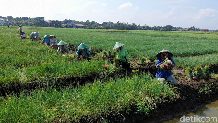 Petani bawang di Brebes menolak rencana penghapusan pupuk subsidi ZA dan SP-36, Jumat (18/3/2022).