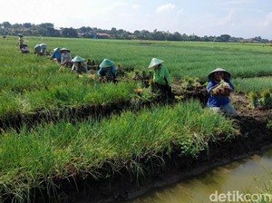 857.000 Ton Pupuk Subsidi Siap Disebar Jelang Musim Tanam