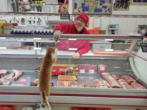 Tukang Daging Ini Viral karena Suka Beri Hadiah Daging ke Kucing Jalanan