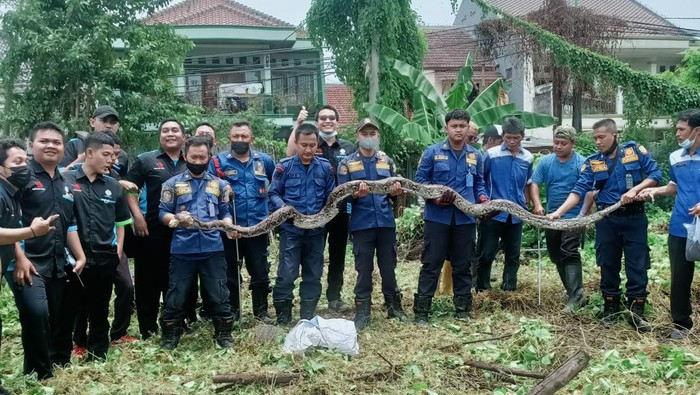 Ular 4,5 meter dievakuasi damkar Kota Bekasi (dok. Istimewa)