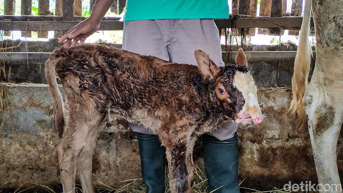 Anak sapi unik berhidung dua di Kulon Progo, DIY, Sabtu (19/3/2022).