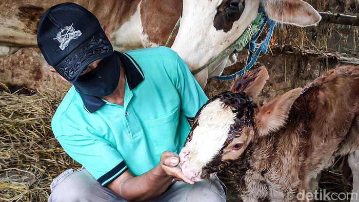 Anak sapi unik berhidung dua di Kulon Progo, DIY, Sabtu (19/3/2022).