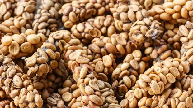 Ini Daftar 7 Kopi Termahal di Dunia, Ada Kopi Luwak Indonesia!