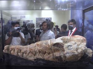 Penampakan Fosil Berusia 36 Juta Tahun di Peru