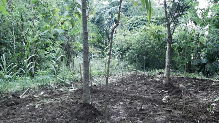 Hutan Adat Kota Majalengka