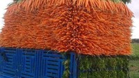 Terlalu rajin, petani wortel ini tampaknya senang dengan hal-hal yang disusun secara teratur. Wortel yang akan diangkut saja benar-benar ditata serapi mungkin. Foto: Reddit