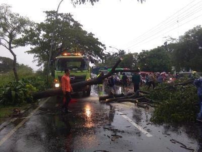 pohon tumbang lamongan