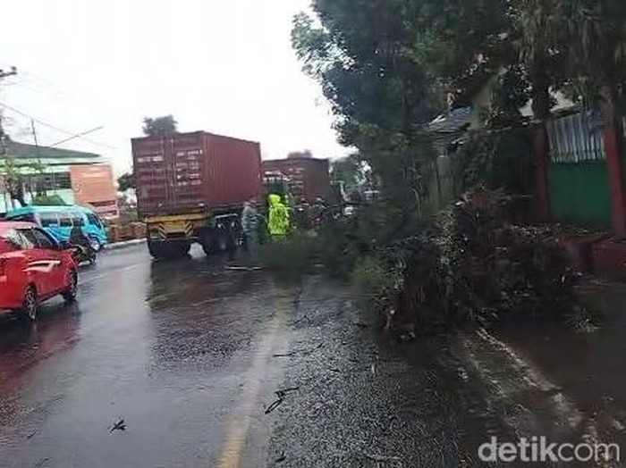 Hujan dan angin kencang menumbangkan pohon di Kelurahan Petungasri, Pandaan, Pasuruan. Pohon tumbang ke jalan protokol arah Surabaya, menyebabkan arus kendaraan di kawasan Wisata Cheng Hoo macet.