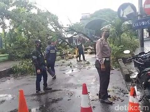 Hujan dan angin kencang menumbangkan pohon di Kelurahan Petungasri, Pandaan, Pasuruan. Pohon tumbang ke jalan protokol arah Surabaya, menyebabkan arus kendaraan di kawasan Wisata Cheng Hoo macet.